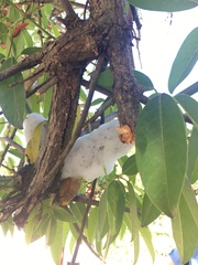 Cephisus siccifolius