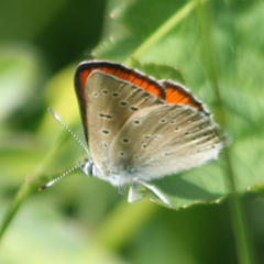 Lycaena hippothoe