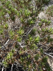 Peucephyllum schottii