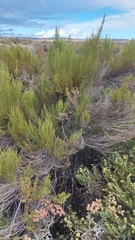 Dicerothamnus rhinocerotis