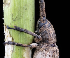 Aulaconotus pachypezoides