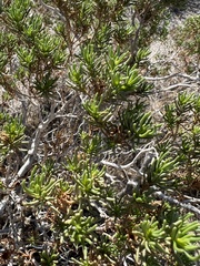 Peucephyllum schottii