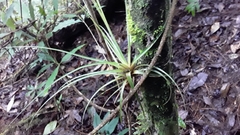 Tillandsia variabilis