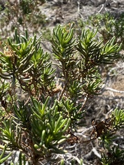 Peucephyllum schottii