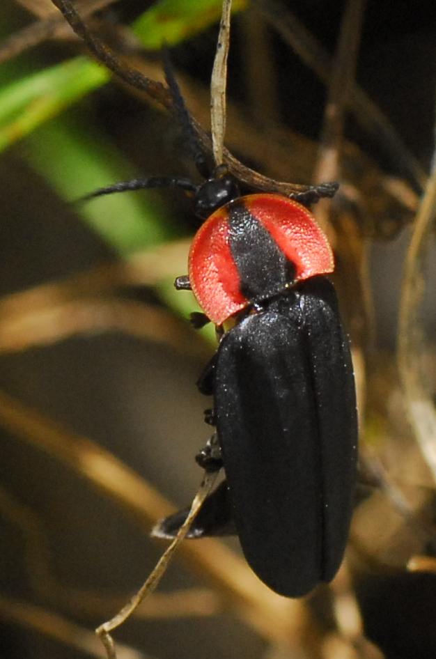 Photinus salvini