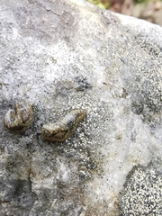 Geomalacus maculosus