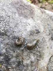 Geomalacus maculosus