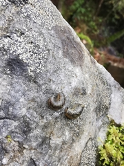 Geomalacus maculosus