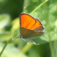 Lycaena hippothoe