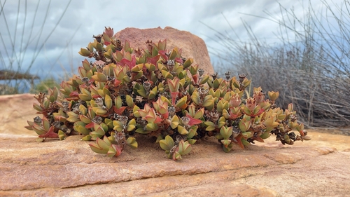 Braunsia apiculata, photograph 6