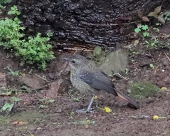 Cossypha caffra caffra