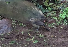 Cossypha caffra caffra