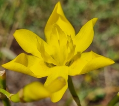 Moraea ramosissima