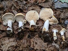 Hydnum washingtonianum