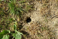 Spermophilus citellus