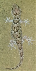 Chondrodactylus turneri