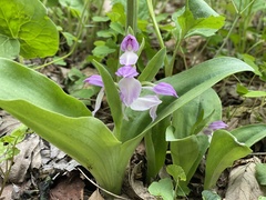 Galearis spectabilis