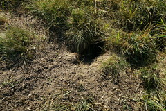 Spermophilus citellus