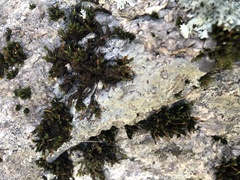 Orthotrichum anomalum