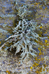 Ramalina leptocarpha