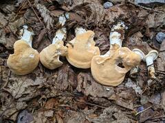 Hydnum washingtonianum