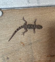 Cyrtopodion scabrum
