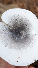 Ossicaulis lignatilis