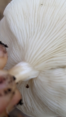 Ossicaulis lignatilis