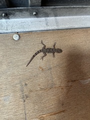 Cyrtopodion scabrum