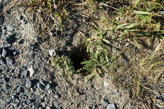 Spermophilus citellus