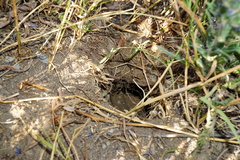 Spermophilus citellus