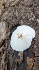 Ossicaulis lignatilis