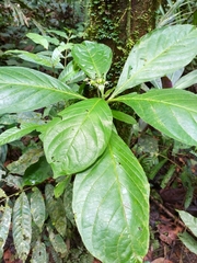 Solanum monarchostemon