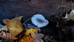 Ossicaulis lignatilis