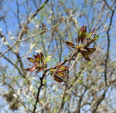 Mimozyganthus carinatus