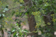 Vachellia aroma