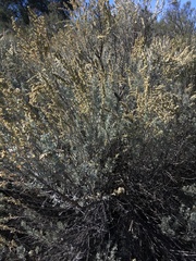 Artemisia tridentata