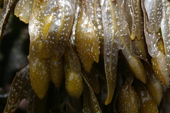 Fucus spiralis