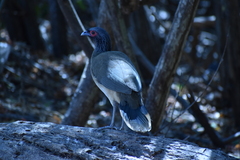 Ortalis poliocephala