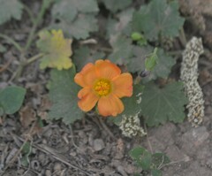 Modiolastrum malvifolium