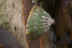 Patella vulgata
