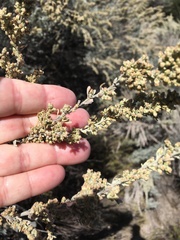 Artemisia tridentata