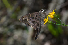 Thorybes dorantes dorantes