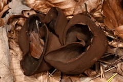 Helvella lacunosa