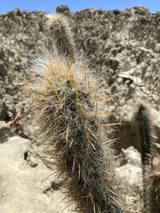 Oreocereus pseudofossulatus