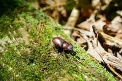 Lucanus elaphus