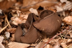 Helvella lacunosa