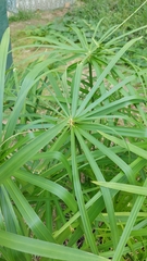 Cyperus alternifolius