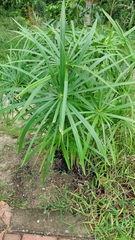 Cyperus alternifolius