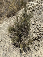Ephedra americana